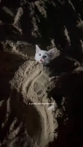 Conhecendo a Praia 🤍🐈 #CapCut #gatostiktok #gatosengraçados #cup #memestiktok 