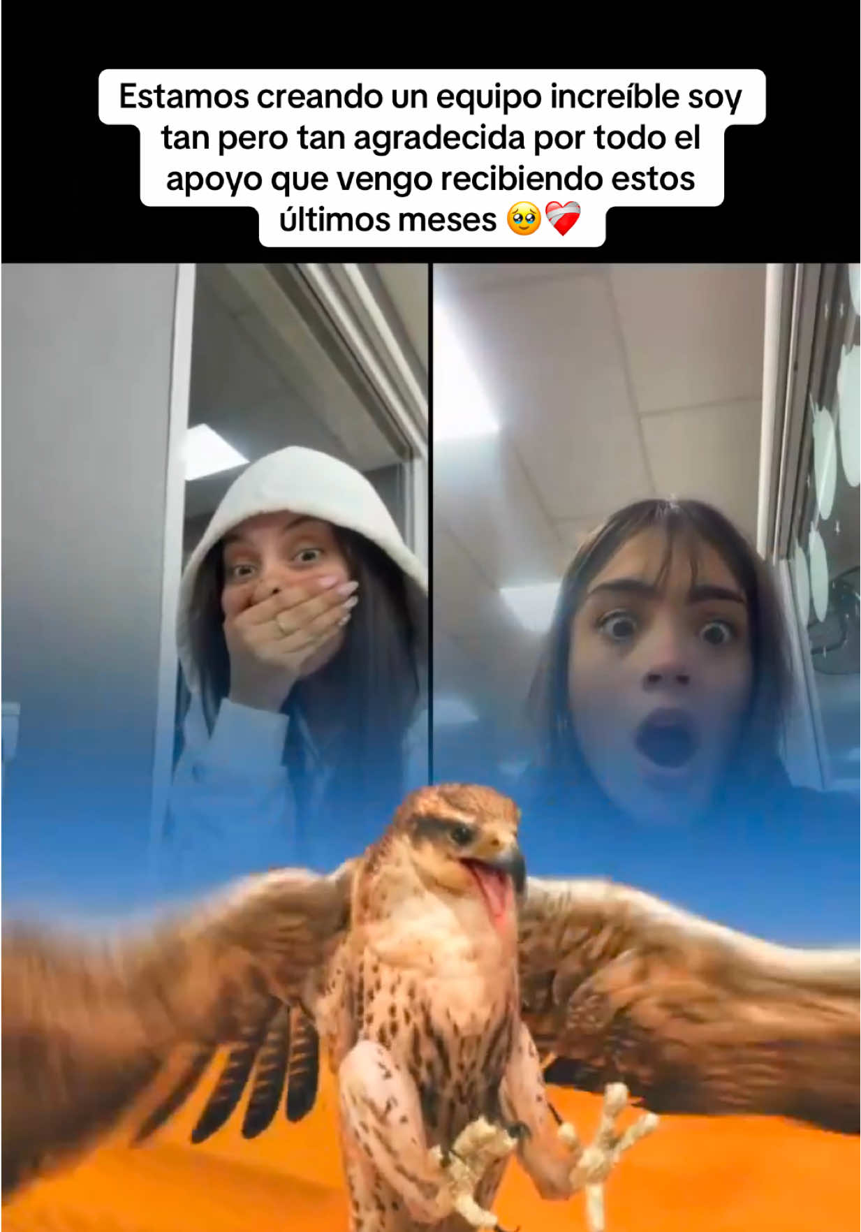 Gracias de verdad a cada uno del equipo que está apoyando siempre, me sobran palabras de agradecimiento para tanto. A mis MVP de siempre que están bancándome hasta muy tarde, alegrándose por mi liga, subiéndome el ánimo cada vez que empiezo media bajón e impulsándome en todas las redes a cumplir mi sueño. Realmente gracias, me da miedo olvidarme de alguien así que les agradezco a todos 🥹❤️‍🩹 #livehighlights #fypviralシ #tiktoklive #livegift #equipo 