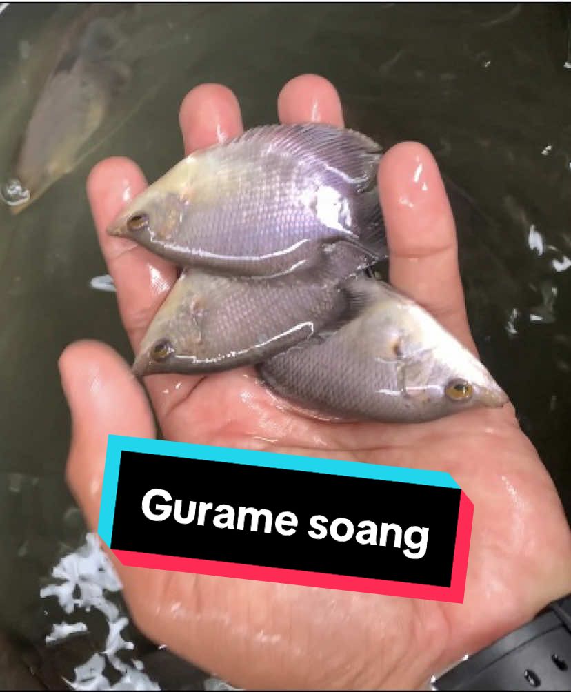 Gurame soang #gurame #ikangurame #guramepadang #guramesoang #guramejabodetabek 