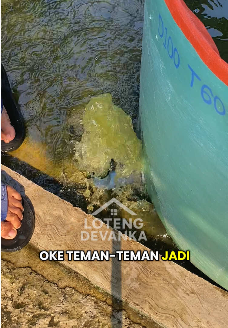 Kuras kolam ikan lele terlalu padat #kolamterpal 