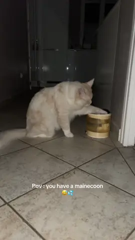 Yuki loves to splash water…💧 #mainecoon #waterfountain #mainecooncat #cat 