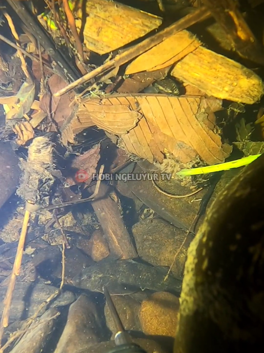 di bawah tumpukan kayu arus deras #nembakikandisungai #spearfishing #menyelam #fypシ゚viral 