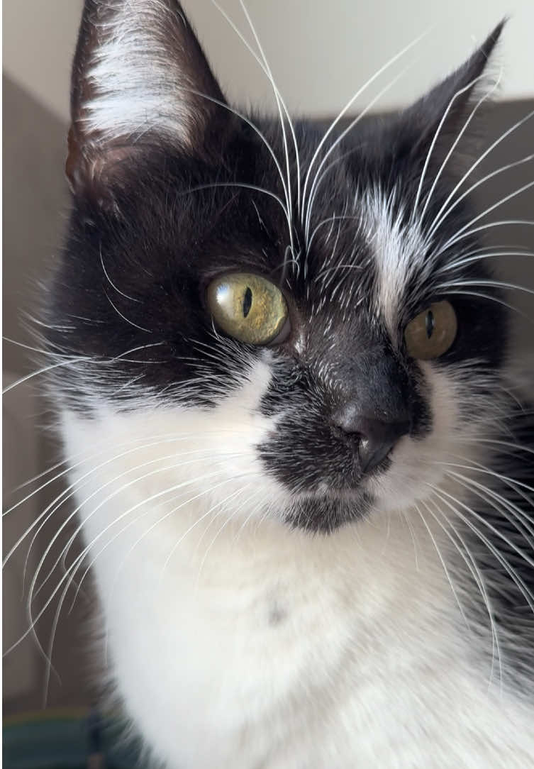 Pacha Time 🐾 Tu connais cette litière ? #pacha#litiere#chat#chatstory 