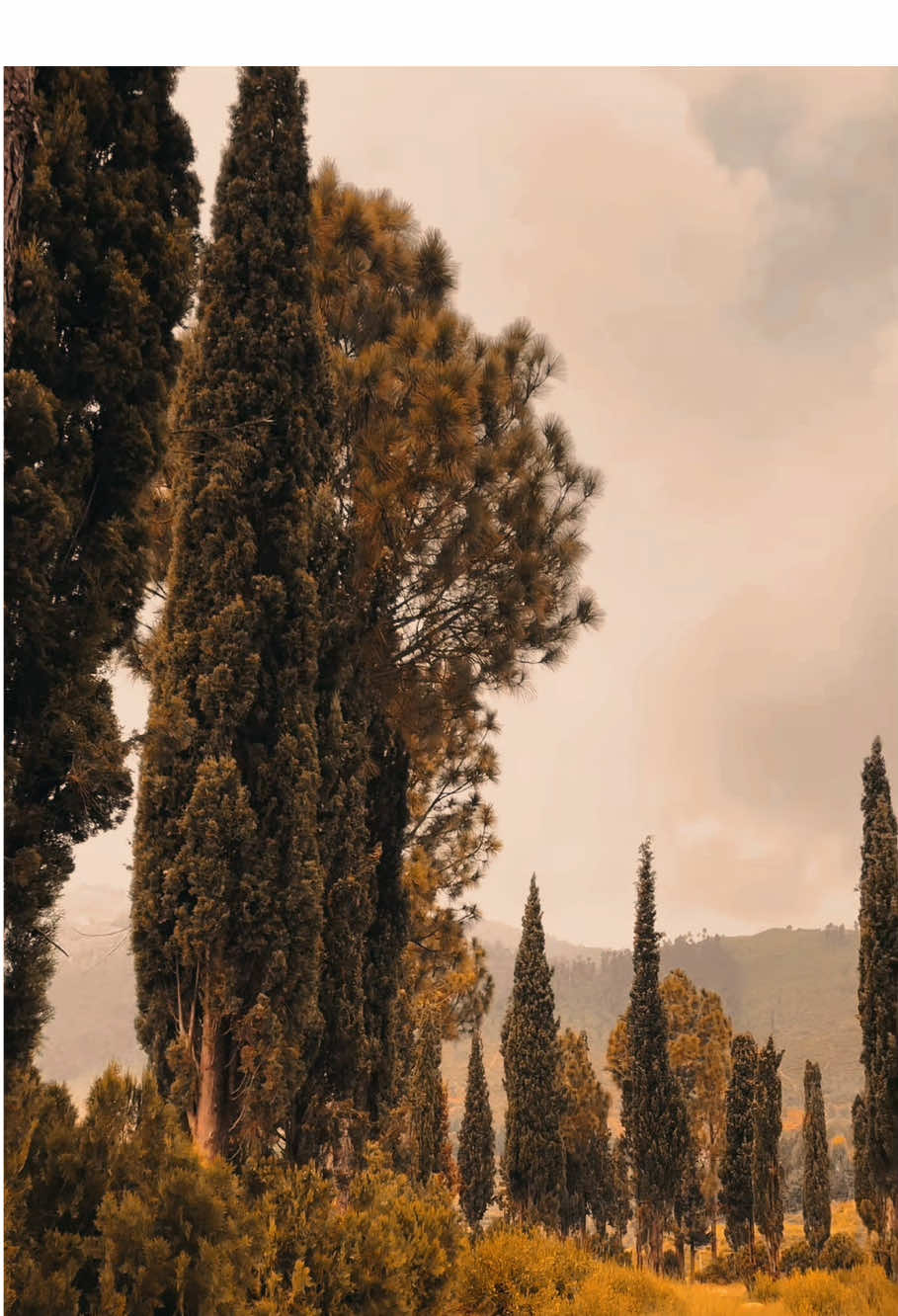 😢❤️‍🩹….#foryoupage #lines💔 #nature #foryou #fypシ゚ @Natural 🌼 