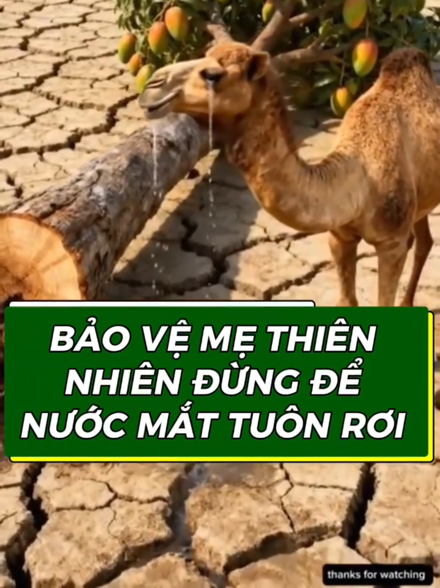 Chung tay bảo vệ môi trường cứu mẹ thiên nhiên #xuhuongtiktok #baovemoitruong #munsinhhocuterra #uterra 