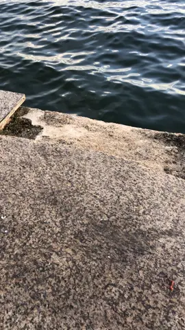 #pyfツ #us #police #news #🇧🇧🇧🇸🇬🇾🇹🇹🇯🇲🇸🇷🇱🇨🇧🇿🇩🇴🇧🇸🇨🇾 