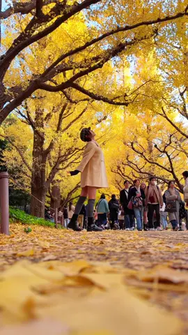 イチョウの撮り方📸 Model : @なまちゃ  Gear : #iPhone17pro Location : #外苑前いちょう並木 #スマホ動画 #スマホ撮影 #撮り方 保存してやってみてね💡 フォローしたら写真と動画が上手くなるよ🫢