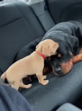 Gentleman’s dog mother does not work #funnyvideos #dogs #foryou #dogsoftiktok #doglover 