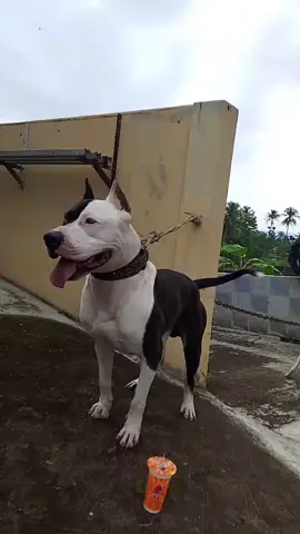 izin senior budak kamari sorena😇 #dugong #dugongbersatu🐕 #pitbull 