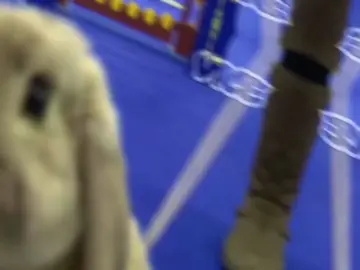 lol wow bye little  bunny hop hop #fyp #edit #bunny #jugg #xcyzba 