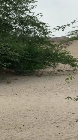 #صيدالقطا #تصويري📸 #