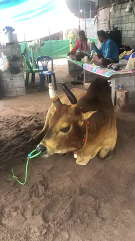 21คู่6 สนามนาทราย ลังสาดสิงห์พญา(อ้ายเบอร์)#นายหัวม่อลบ้านเหมก #หัวเปิ้ลพรหมคีรี #คอกวัวชนตาติ้วหนองดือเลเชียรใหญ่ #คอกหญ้าหวายข้อน้องไนท์เชียรใหญ่ #เด็กเชียรใหญ่_นครศรีฯ 