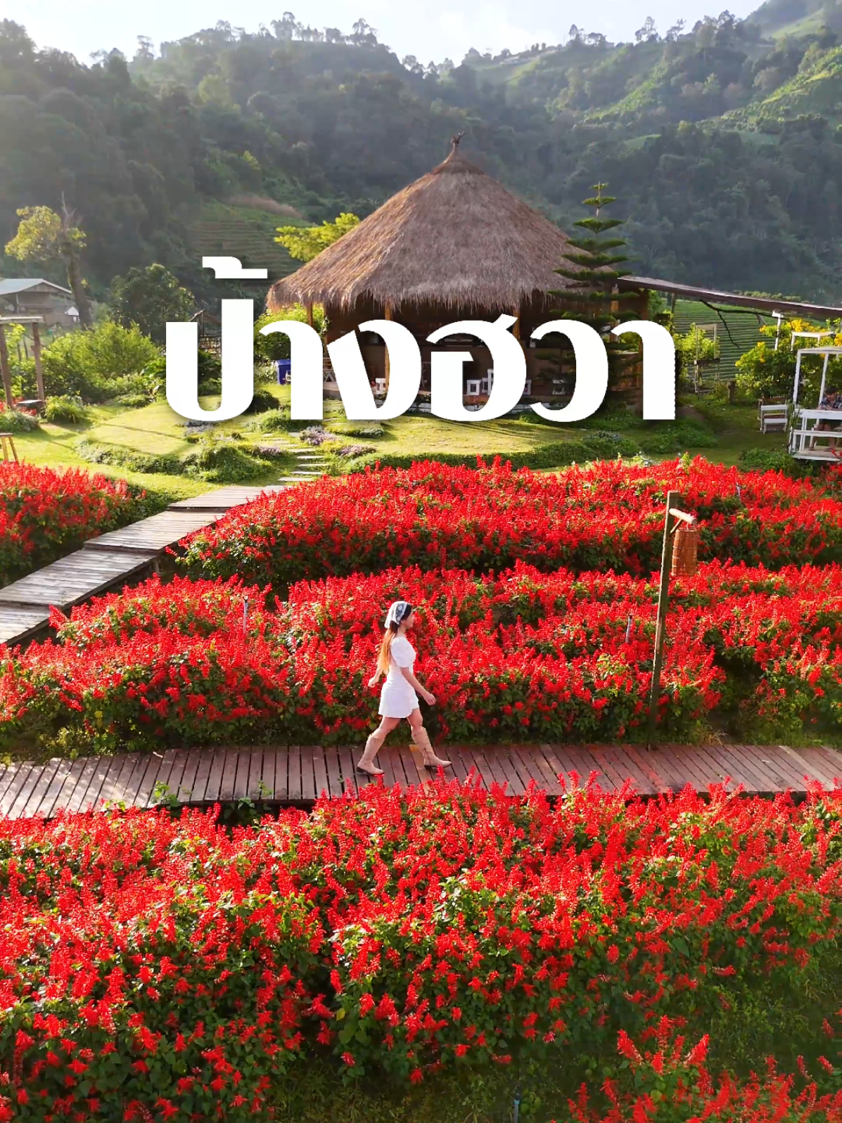 สวนดอกไม้ที่เป็นสวนส้มได้นิดหน่อย  #ป้างฮวา #เชียงใหม่ #เที่ยวเชียงใหม่ 