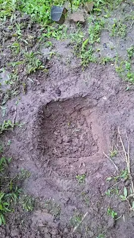 Memanfaatkan ban bekas sebagai raised bed untuk menanam tomat #tanaman #berkebun 