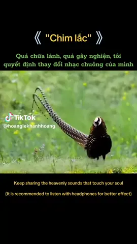 #xemcungtiktok #chimlac 