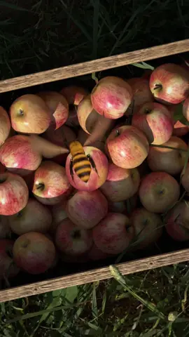 The infinite bee loop: will the bee land on the apple? Enjoy this new infinite travel #bee #insect #closeup #zoom #superzoom             
