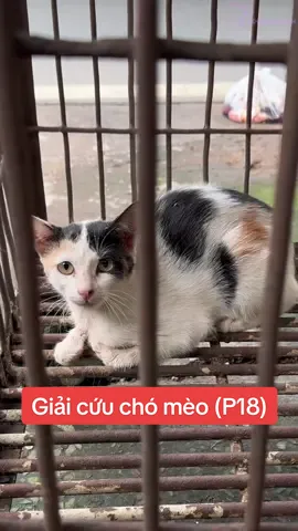 Trả lời @Gái 2000 98E1 Hành trình giải cứu các bé mèo ở quán tiểu hổ quận 12 #cogiaoquynh #giaicuuchomeo #LifeOnTikTok #foryoupage #vtvcab  