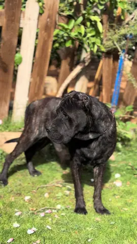 #كلاب_شرسة #كلاب #ليبيا #fyp 