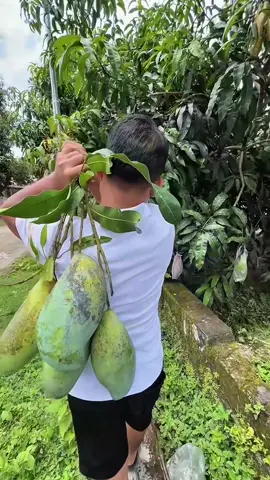 Panen mangga mahatir jumbo seberat 3kg #mangga #manggamahatir #fruits 