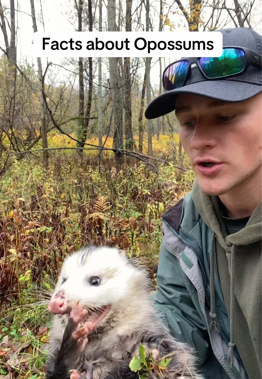 The OPOSSUM, one of the coolest animals we have here in North America. Follow along to learn more #opossum #animal #education 