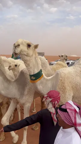 نوادر الجزيرة 🏆 . #ترند #pov #اكسبلور @TikTok #ابن_جخدب #فهد_بن_جخدب 