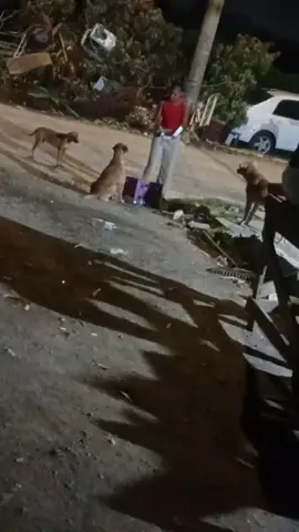 my little friend a di best she no what big dog eat off an no give little one nu so she a feed dem🤣🤣🤣😂🤣🤣🤣😂🤣