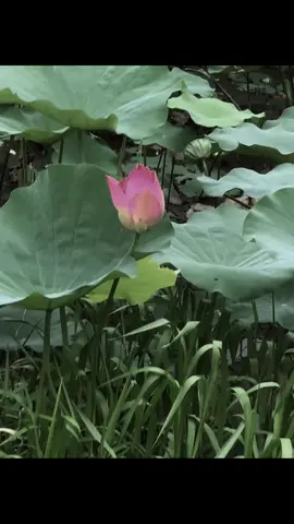 nó có đòi hỏi gì đâu…#binhyen #chualanh #hoasen 