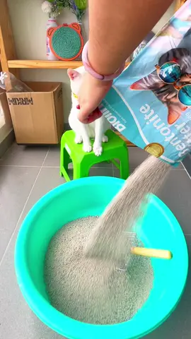 Cát mèo không bụi, hút nước khử mùi tốt, không ảnh hưởng hô hấp của mèo #nuoimeobinhdan #catvesinhchomeo #catdatsetchomeo #catkhongbui #meo 
