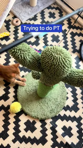 PT for Fanta seems to be a group effort 😂 #fabledfarm #physicaltherapy #catrescue #kitten 