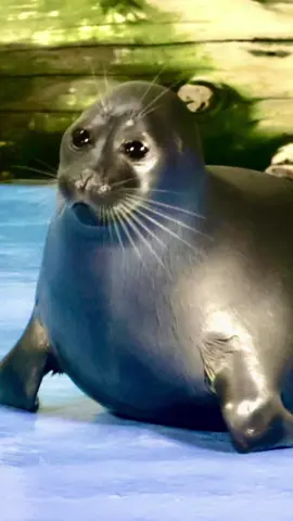 Epic Niko Edit #seal #seals #niko #sealtok #sealsoftiktok 