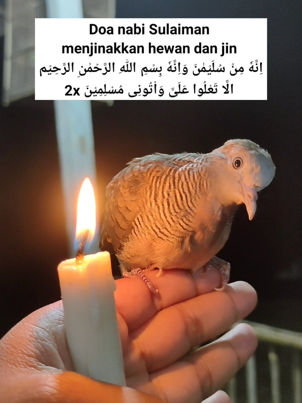 Doa nabi Sulaiman menjinakkan hewan dan jin 