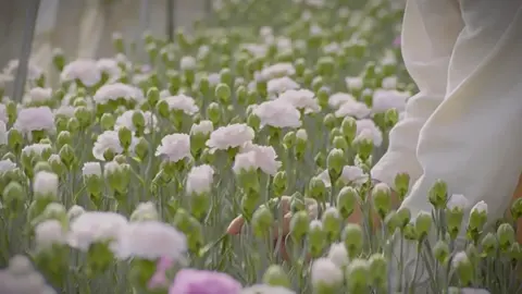 Bao lâu rồi bạn chưa được ai đó tặng hoa..💤#tulip #tulips 