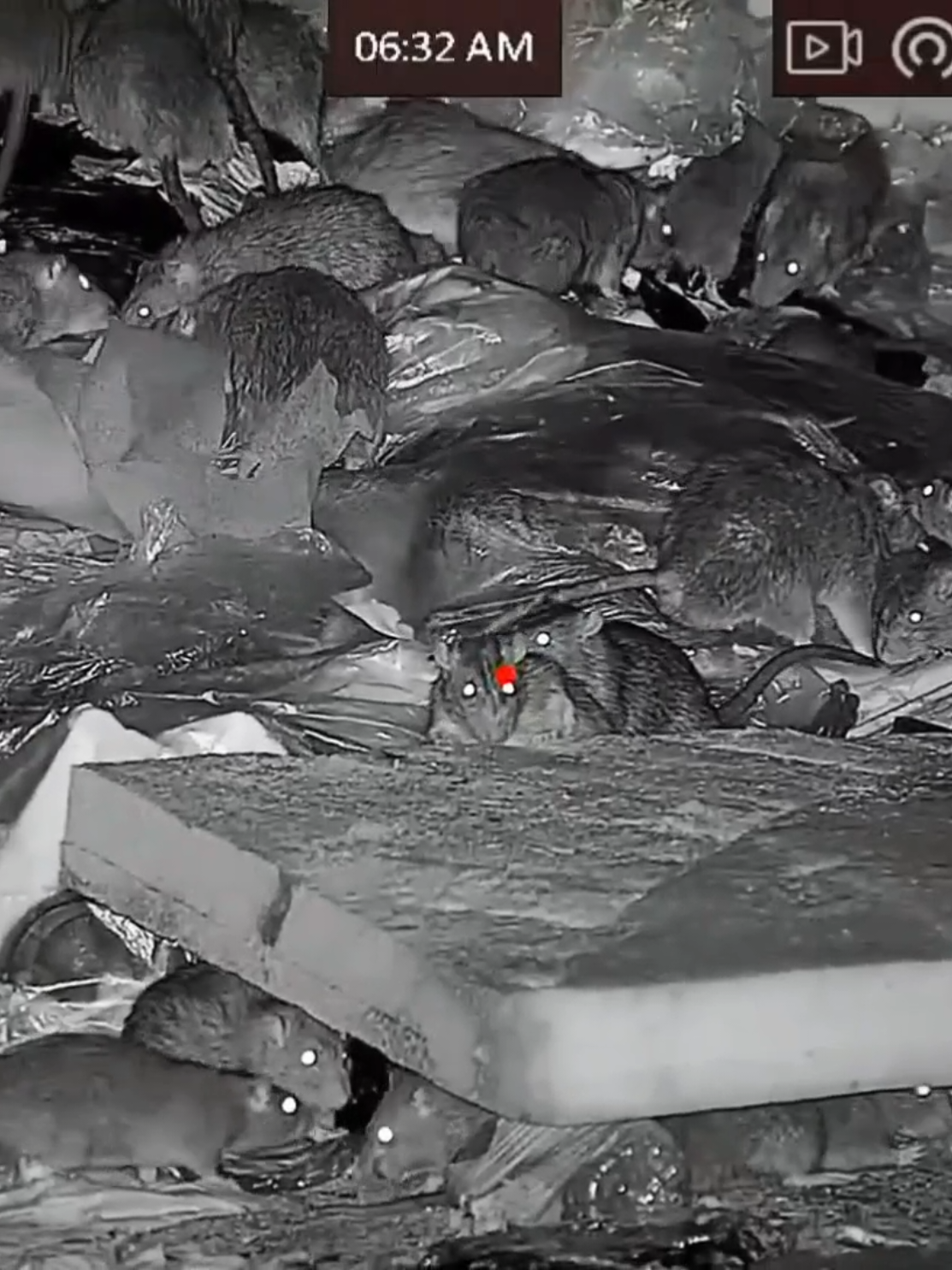 👉🏻 SIGA SE APOIA! 🐀🎯 GAME OVER RATAZANA 🐭 Nossa missão é proteger colheitas, lares e pessoas - não prejudicar animais. Todas as ações fazem parte de práticas éticas e legais de controle de pragas. Removemos pragas que danificam as culturas e propagam doenças - sempre seguindo métodos humanos e legais.  Nosso objetivo: um ambiente mais limpo e seguro tanto para os seres humanos como para a vida selvagem. #dedetizadora #dedetização #rato  #controledepragasurbanas #pragaurbana   