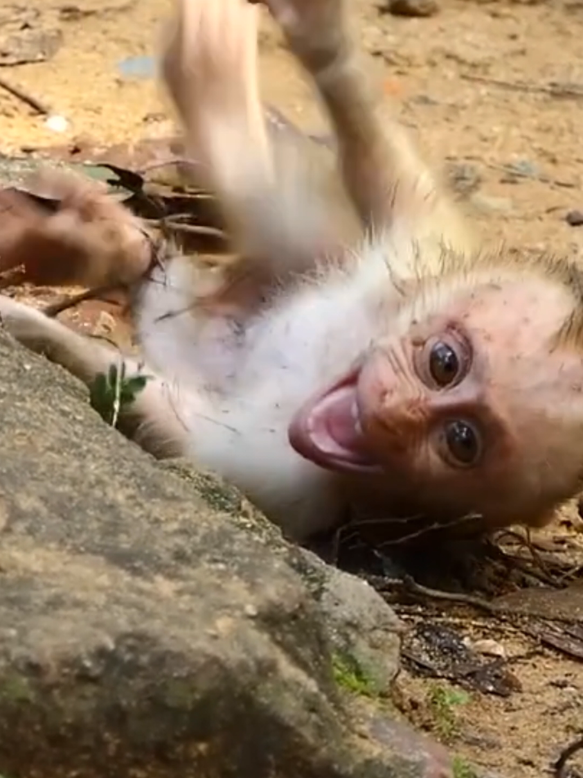 Baby is  angry mom #trend #monkey #mom #tixtok #viral 