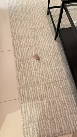 #fyp #foryou #hamster متوفر هامسترات ونتر وايت بالمتجر 💕 #hamsters #كيوت 