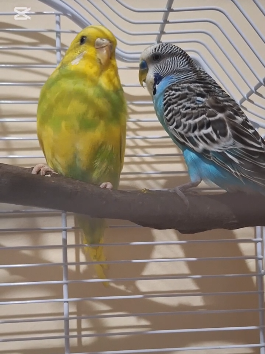 Folosiți codul aco151287 pe @shoptemu pentru extrareducere!😘 @Temu  #500k #5pasidebine💫🖤🥺foryu😐❤ #viralvideos #tik_tok 