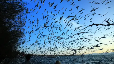 Có gì đâu mà buồn, ghế trống rồi lại có người ngồi, tình này khép lại thì tình khác lại mở ra. #fyp #xh 