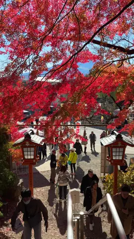 富士山下的枫叶，如此浪漫。#japan #mtfuji #view #紅葉 #富士山 #日本 