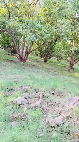 @📿♨️ JANAN ^ساقی  🖤📿 @🦂Malik Adnan🚬 @SHARUH 2030 @@شⷨــⷮــⷦــاہـد🔥 