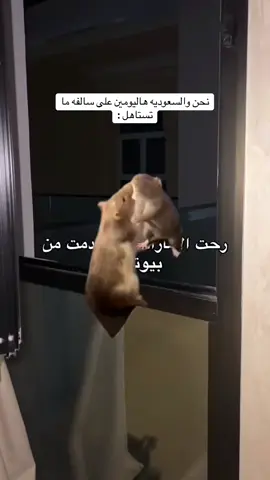 #Meme #MemeCut #🇦🇪 #🇸🇦 ياريت السالفه تستاهل
