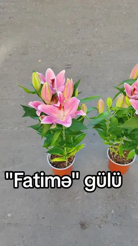 Ünvan Xırdalan şəhəri Təzə bazar #xirdalangulculuk #kesfetbeniöneçıkart #kesfetteyiz #CapCut #fyp 