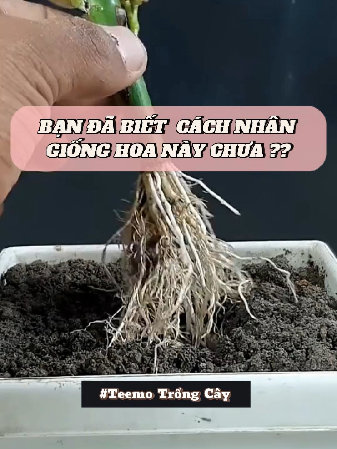 Ban đã biết cách nhân giống hoa này chưa ? #trongcay #rausach #lamvuon #meovathuuich