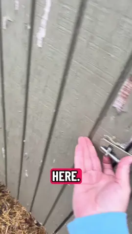 Good morning chickens!  #chickensoftiktok #morningroutine 