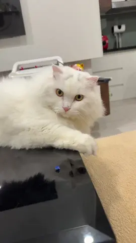 Đã thử và thành công #catsoftiktok #meo #choichoi #xuhuongtiktok #cat 