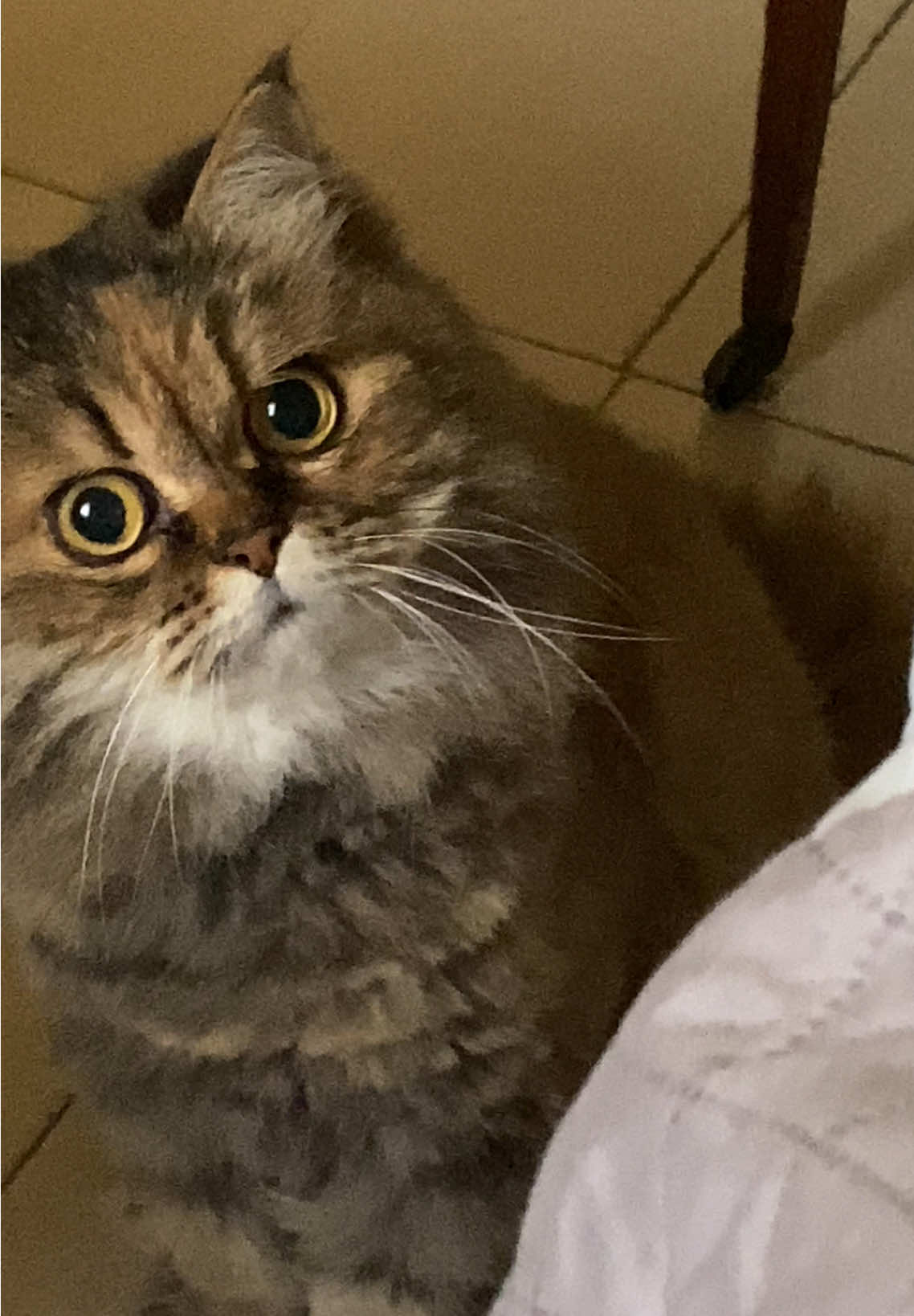 La sua faccia shockata/preoccupata mi fa morire 😂 è super espressiva #funnycat#cat#bunny#funnycatvideo#funnypets