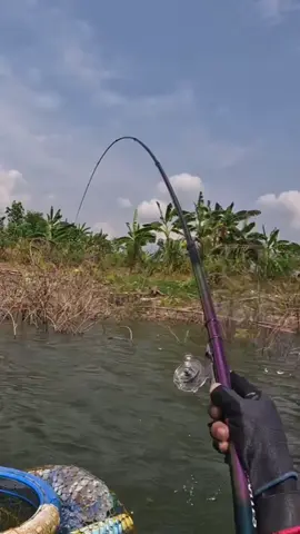 #1535 mberut #mancing #nila #fyp 