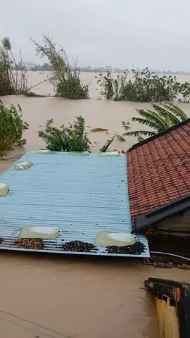 CÙNG HƯỚNG VỀ MIỀN TRUNG, NIỆM DANH BỒ-TÁT, GỬI MỘT NIỆM LÀNH Cập nhật mới nhất tình hình lũ lụt miền Trung đến 12h50 trưa nay, 20/11: - Mưa lớn 300-500 mm ở miền Trung, nhiều nơi gần 1.000 mm - 21 người chết, mất tích, hơn 43.000 nhà ngập - Lũ trên các sông ở miền Trung, Tây Nguyên đồng loạt vượt báo động 3 - Mực nước sông Cái Dinh đạt 6,59 m, vượt kỷ lục lịch sử năm 1986. - Nhiều khu vực cảnh báo lũ quét, sạt lở rất cao do mưa kéo dài. - Giao thông nhiều nơi bị chia cắt do sạt lở, ngập. 👉 Sáng nay 20/11, Phó thủ tướng Hồ Quốc Dũng tiếp tục ký công điện của Thủ tướng về việc tập trung ứng phó lũ đặc biệt lớn ở Gia Lai, Đắk Lắk, Khánh Hòa Công điện nhấn mạnh, lũ trên các sông ở Gia Lai, Đắk Lắk, Khánh Hòa đang ở mức rất cao, một số nơi đã vượt mức lịch sử 🙏 Xin cùng hướng về đồng bào vùng lũ lụt, niệm danh hiệu Bồ-tát Quán Thế Âm và cầu nguyện an lành, mong các lực lượng cứu hộ tiếp cận nhanh người dân, mong bà con bình tâm, hỗ trợ nhau trong hoạn nạn