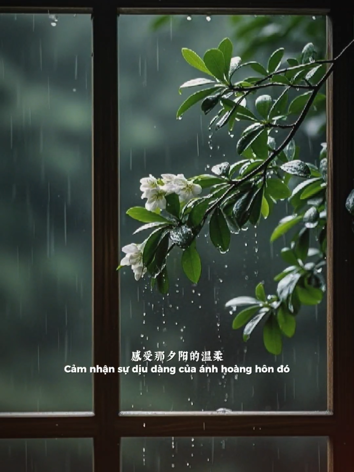 Em hi vọng 50 năm về sau... #nhachaymoingay #nhactrung 