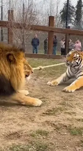 🤯😳😳 #tigers #lions #competition #viralvideo #fyp 