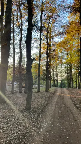 #غابه_العزر #لبنان #القموعه_السياحه_فنيدق🇱🇧❤️ #شاليهات_القموعة #فنيدق_القموعة 